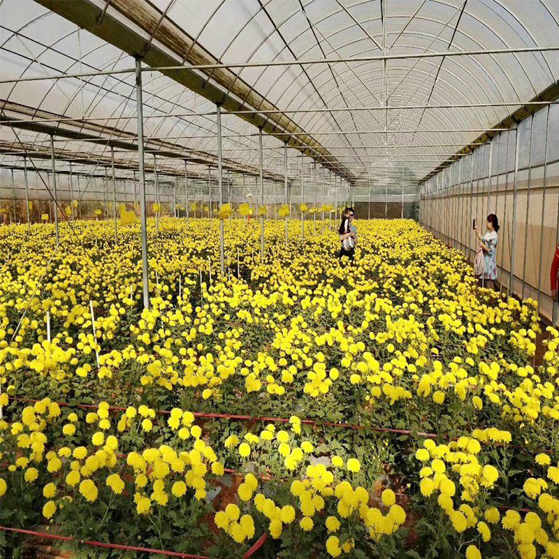 霍州花卉大棚