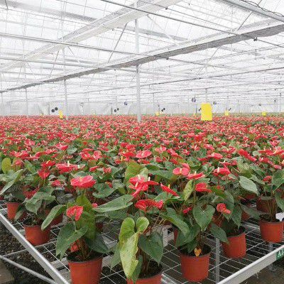 霍州花卉大棚