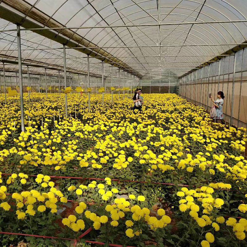 霍州花卉大棚