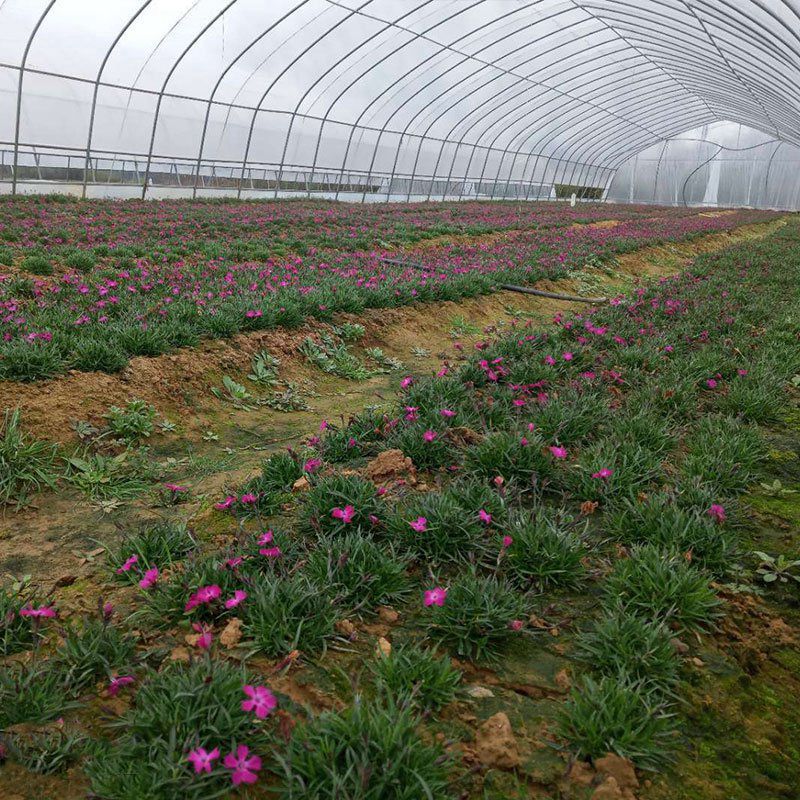 霍州花卉大棚